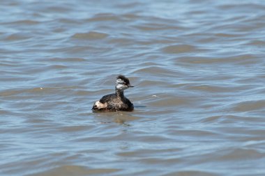 Rio de la Plata, Montevide, Uruguay kıyılarında beyaz tüylü Grebe (maca comun, rollandia rolland, mergulho de orelha branca).