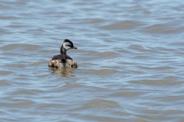 Rio de la Plata, Montevide, Uruguay kıyılarında beyaz tüylü Grebe (maca comun, rollandia rolland, mergulho de orelha branca).