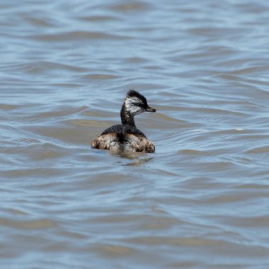 Rio de la Plata, Montevide, Uruguay kıyılarında beyaz tüylü Grebe (maca comun, rollandia rolland, mergulho de orelha branca).