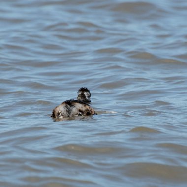 Rio de la Plata, Montevide, Uruguay kıyılarında beyaz tüylü Grebe (maca comun, rollandia rolland, mergulho de orelha branca).
