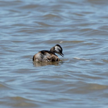 Rio de la Plata, Montevide, Uruguay kıyılarında beyaz tüylü Grebe (maca comun, rollandia rolland, mergulho de orelha branca).