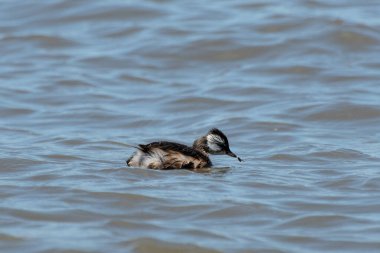 Rio de la Plata, Montevide, Uruguay kıyılarında beyaz tüylü Grebe (maca comun, rollandia rolland, mergulho de orelha branca).
