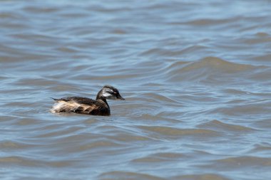 Rio de la Plata, Montevide, Uruguay kıyılarında beyaz tüylü Grebe (maca comun, rollandia rolland, mergulho de orelha branca).