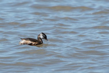 Rio de la Plata, Montevide, Uruguay kıyılarında beyaz tüylü Grebe (maca comun, rollandia rolland, mergulho de orelha branca).