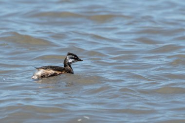 Rio de la Plata, Montevide, Uruguay kıyılarında beyaz tüylü Grebe (maca comun, rollandia rolland, mergulho de orelha branca).