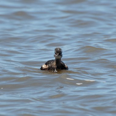 Rio de la Plata, Montevide, Uruguay kıyılarında beyaz tüylü Grebe (maca comun, rollandia rolland, mergulho de orelha branca).
