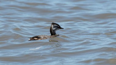 Rio de la Plata, Montevide, Uruguay kıyılarında beyaz tüylü Grebe (maca comun, rollandia rolland, mergulho de orelha branca).