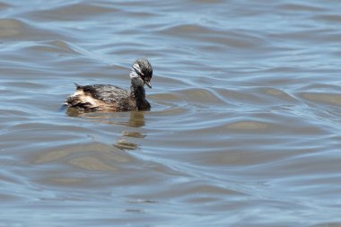 Rio de la Plata, Montevide, Uruguay kıyılarında beyaz tüylü Grebe (maca comun, rollandia rolland, mergulho de orelha branca).
