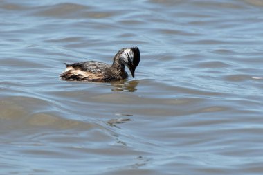 Rio de la Plata, Montevide, Uruguay kıyılarında beyaz tüylü Grebe (maca comun, rollandia rolland, mergulho de orelha branca).