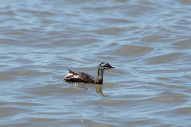 Rio de la Plata, Montevide, Uruguay kıyılarında beyaz tüylü Grebe (maca comun, rollandia rolland, mergulho de orelha branca).