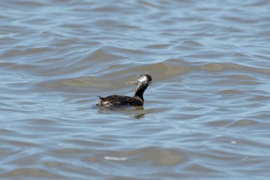 Rio de la Plata, Montevide, Uruguay kıyılarında beyaz tüylü Grebe (maca comun, rollandia rolland, mergulho de orelha branca).