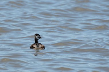 Rio de la Plata, Montevide, Uruguay kıyılarında beyaz tüylü Grebe (maca comun, rollandia rolland, mergulho de orelha branca).