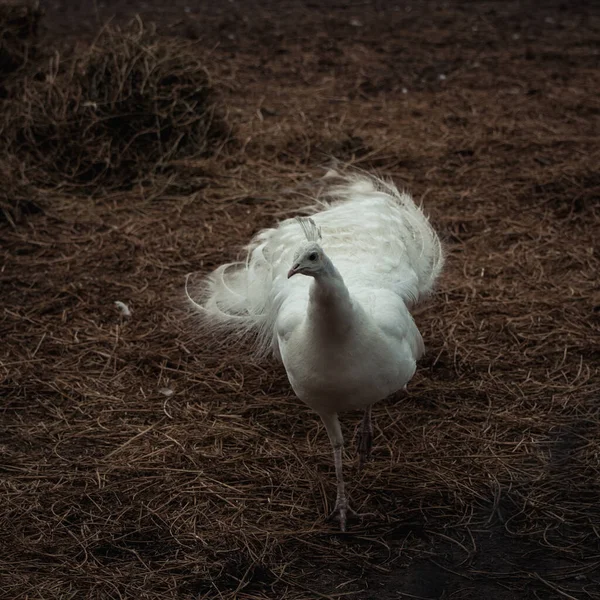 Beyaz tavus kuşu kuru çimlerde yürüyor