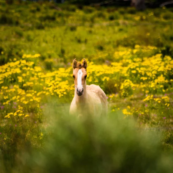Tarlada sarı çiçekli taylar.