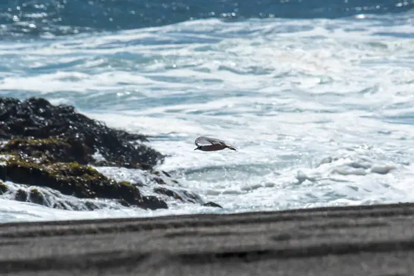 Spiaggia Arcos Calan Situata Cile Sulla Costa Dell Oceano Pacifico — Foto Stock