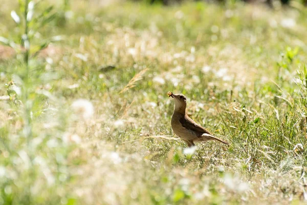 Rotalı Hornero yaz öğleden sonra solucan yiyor.