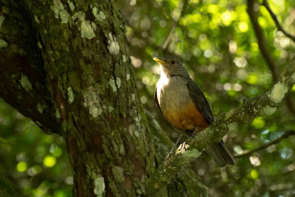 Grive Ventre Roux Perchée Sur Une Branche Arbre Après Midi — Photo