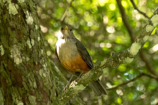 Paslı karınlı Thrush, öğleden sonra bir ağaç dalına tünedi.