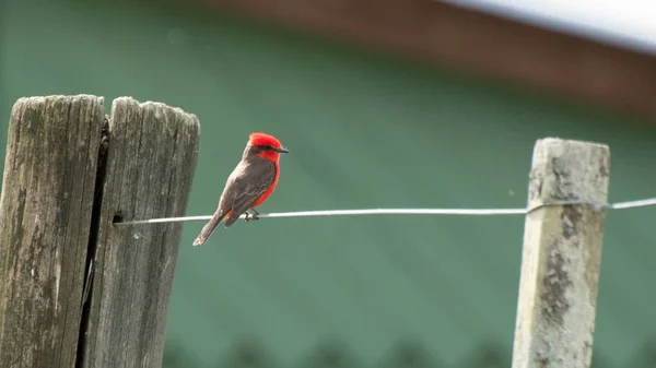 Güzel Vermilion sinekkapanı (churrinche, Principe, pyroncephalus rubinus) İlkbahar öğleden sonra Uruguay, Lavalleja departmanında bir tel üzerinde poz verir.