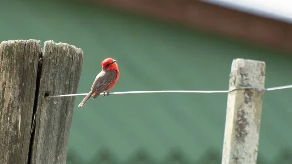 Güzel Vermilion sinekkapanı (churrinche, Principe, pyroncephalus rubinus) İlkbahar öğleden sonra Uruguay, Lavalleja departmanında bir tel üzerinde poz verir.