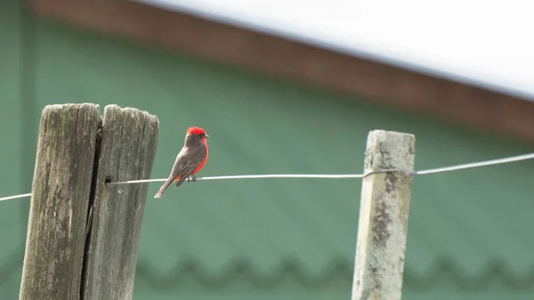 Schöne Zinnoberrote Fliegenschnäpper Churrinche Principe Pyroncephalus Rubinus Posiert Auf Einem — Stockfoto