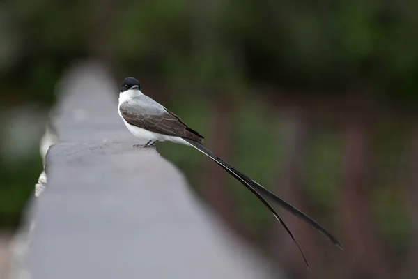 Çatal kuyruklu sinekkapan tahta korkuluklara tünemiş.