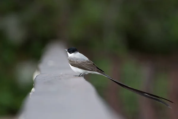 Çatal kuyruklu sinekkapan tahta korkuluklara tünemiş.