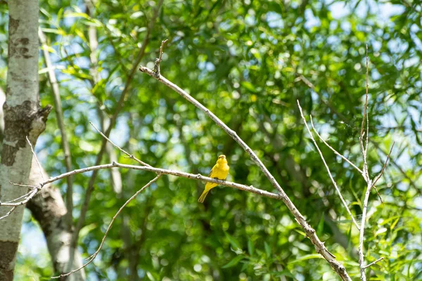 Erkek safran ispinozu ağaçta tünemiş.
