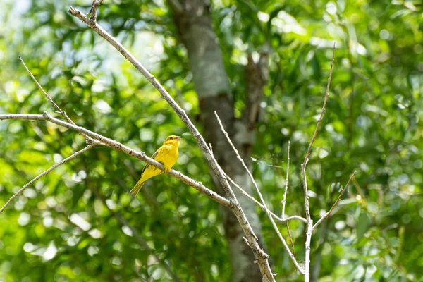 Erkek safran ispinozu ağaçta tünemiş.