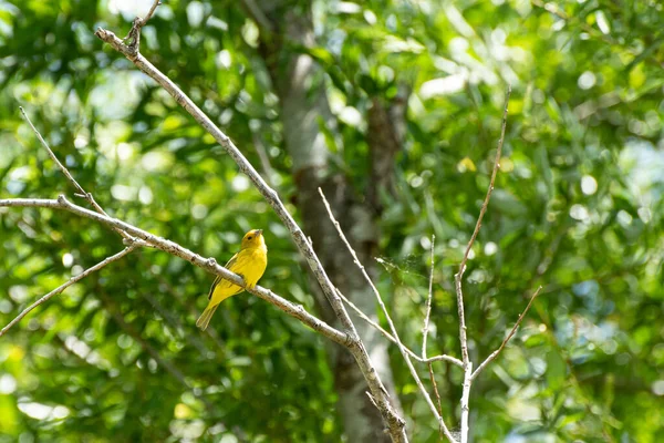 Erkek safran ispinozu ağaçta tünemiş.