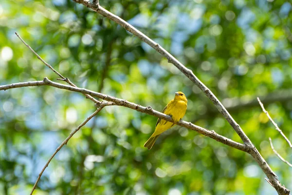 Erkek safran ispinozu ağaçta tünemiş.