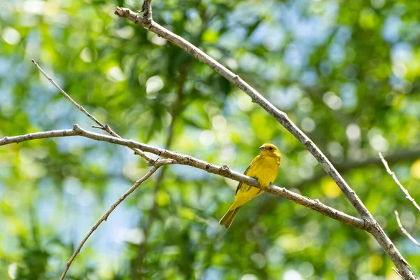 雄藏红花雀栖息在树上 — 图库照片