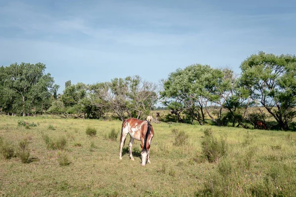 Krem renkli at Uruguay 'ın Atlantida şehrinde ot yiyor.