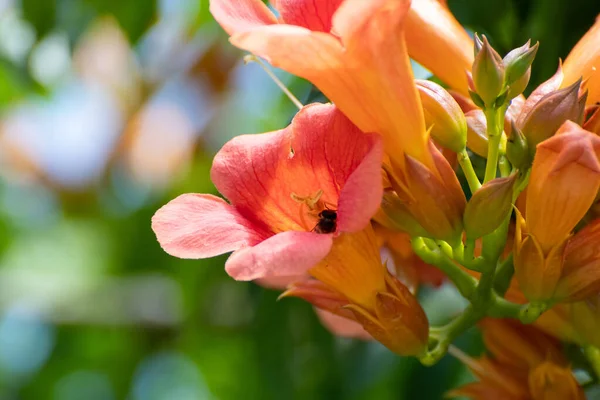 Kırmızı amber çiçeğinin üzerinde uçan arı.