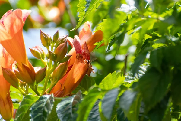 Kırmızı amber çiçeğinin üzerinde uçan arı.