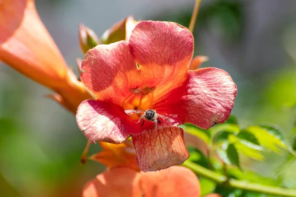 Kırmızı amber çiçeğinin üzerinde uçan arı.