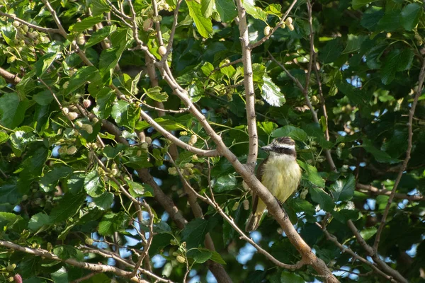 Grand Kiskadee Perché Sur Arbre Matin — Photo