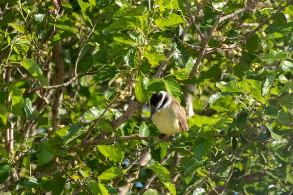 Große Kiskadee Morgen Auf Baum Gehockt — Stockfoto