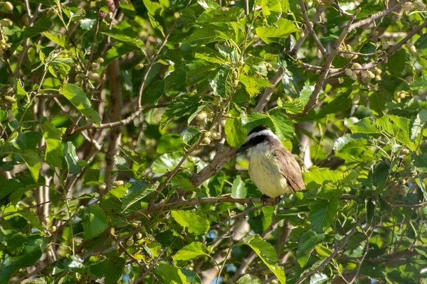 Grand Kiskadee Perché Sur Arbre Matin — Photo