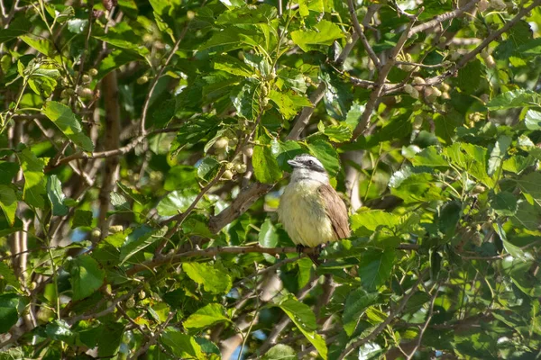 # Ağaca tünemiş harika öpüşmeler #