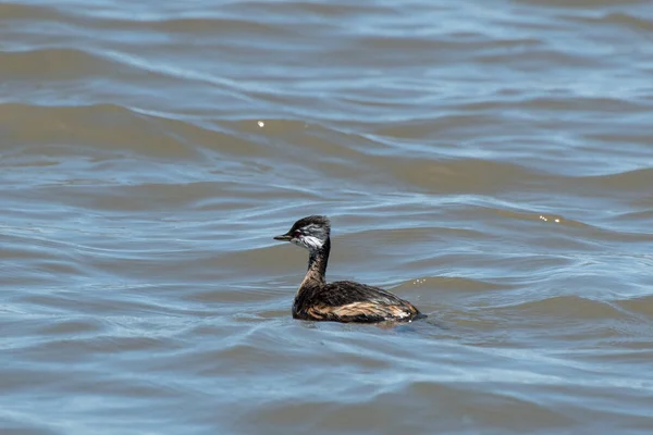 Rio de la Plata, Montevide, Uruguay kıyılarında beyaz tüylü Grebe (maca comun, rollandia rolland, mergulho de orelha branca).