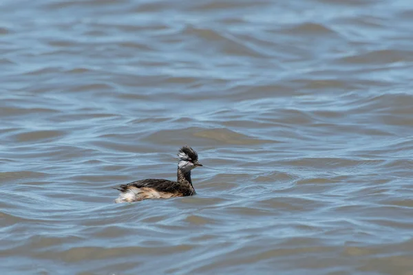 Rio de la Plata, Montevide, Uruguay kıyılarında beyaz tüylü Grebe (maca comun, rollandia rolland, mergulho de orelha branca).