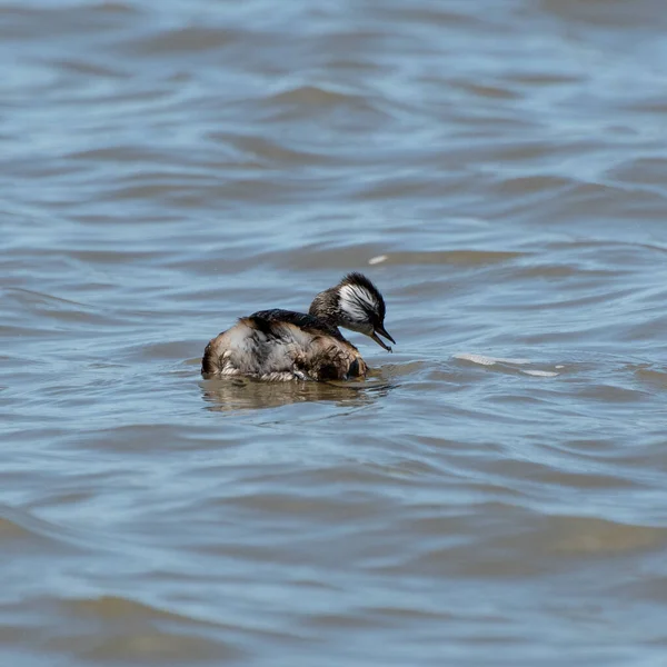 Rio de la Plata, Montevide, Uruguay kıyılarında beyaz tüylü Grebe (maca comun, rollandia rolland, mergulho de orelha branca).