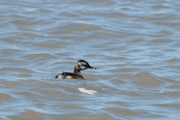 Rio de la Plata, Montevide, Uruguay kıyılarında beyaz tüylü Grebe (maca comun, rollandia rolland, mergulho de orelha branca).