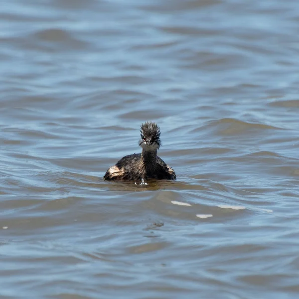 Rio de la Plata, Montevide, Uruguay kıyılarında beyaz tüylü Grebe (maca comun, rollandia rolland, mergulho de orelha branca).