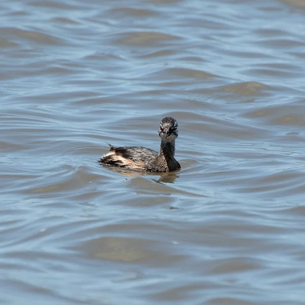 Rio de la Plata, Montevide, Uruguay kıyılarında beyaz tüylü Grebe (maca comun, rollandia rolland, mergulho de orelha branca).