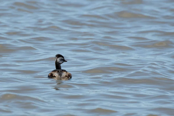 Rio de la Plata, Montevide, Uruguay kıyılarında beyaz tüylü Grebe (maca comun, rollandia rolland, mergulho de orelha branca).