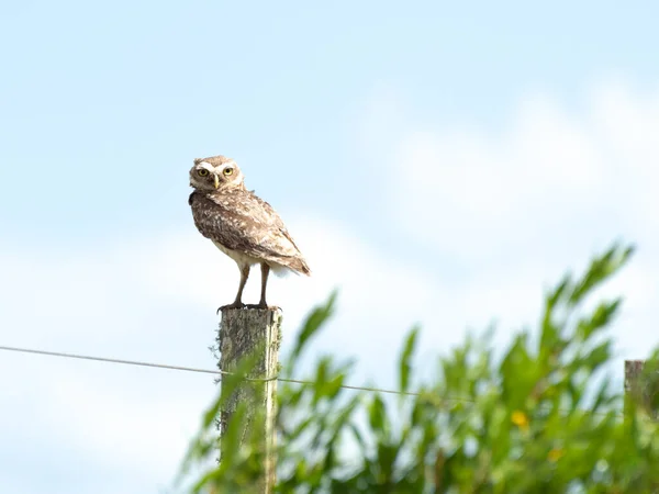 Athene cunicularia bir direğin üzerinde durmuş yavrularını uyarma tehlikesini izliyor. Treinta y Tres-Uruguay