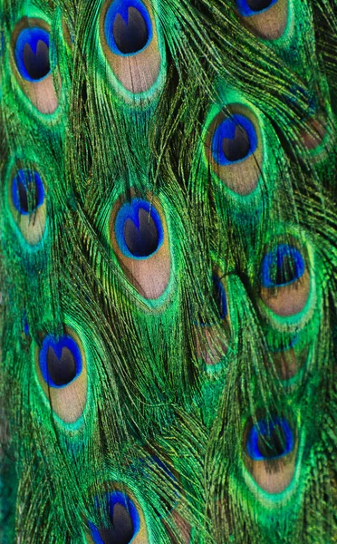 Bir erkek tavus kuşunun kuyruğunun rengine yakın çekim