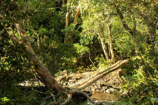 Trenta-tres departmanının dağlarındaki bir yolda bir bölgeyi diğerine bağlayan kırsal çubuk köprüsü.